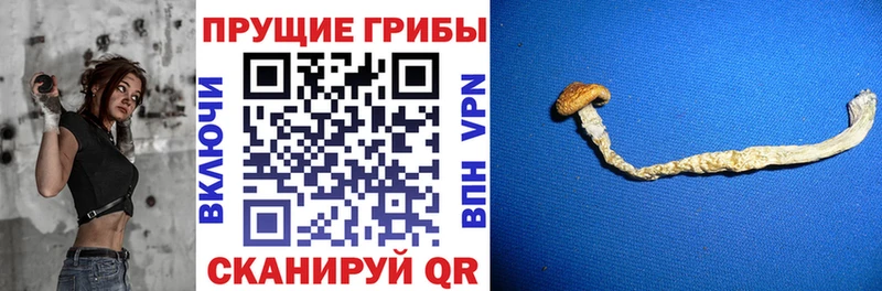 где можно купить   Саранск  blacksprut зеркало  Галлюциногенные грибы ЛСД 